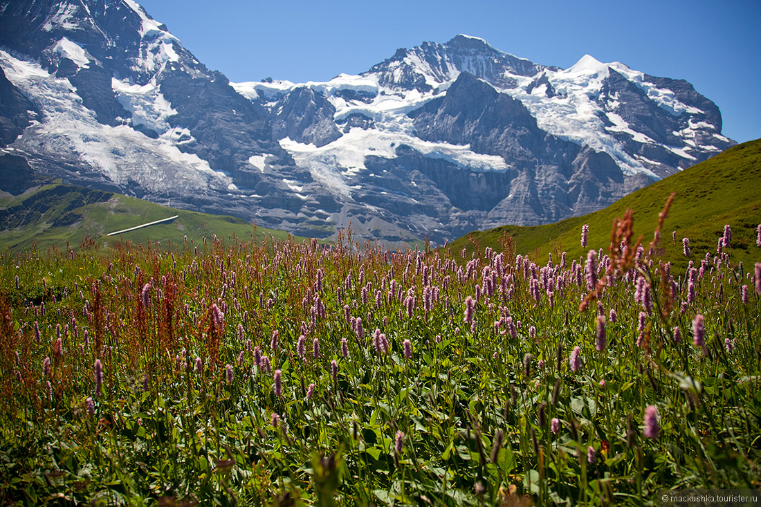 Lauberhorn, Wengen